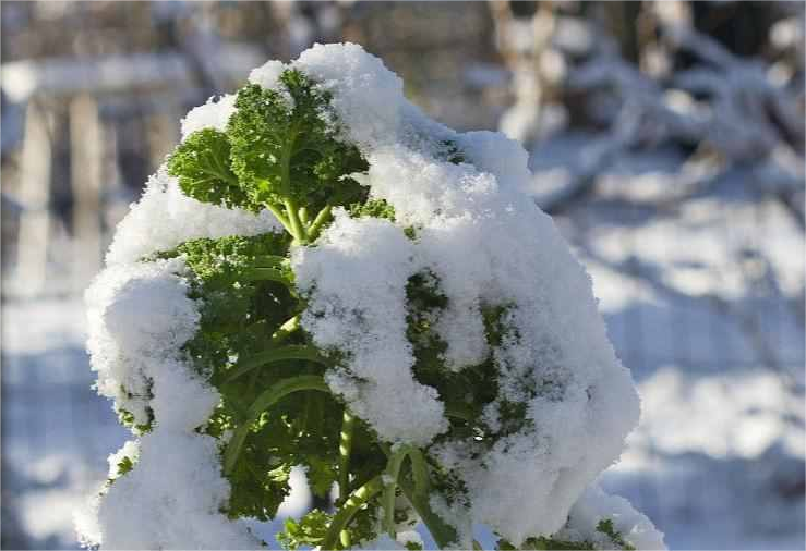 尚干闽菜课堂十四期｜大雪时节冬渐浓，何不来道雪里红？